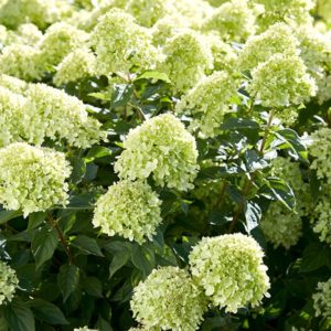 Hydrangea Little Lime: descrição da variedade, plantação e cuidados