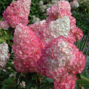 Hydrangea Diamante Rosa