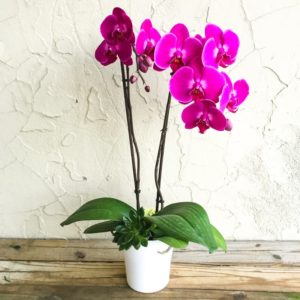 Phalaenopsis orquídea: espécies, cuidados e propagação, doenças e pragas