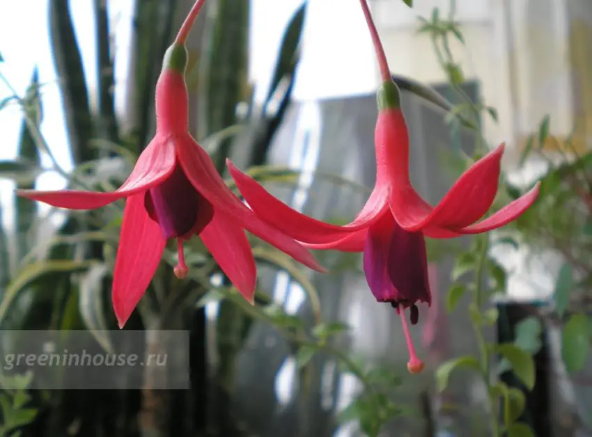 Fuchsia: variedades populares, cultivo e cuidados