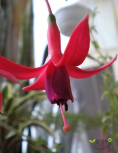 Fuchsia: variedades populares, cultivo e cuidados