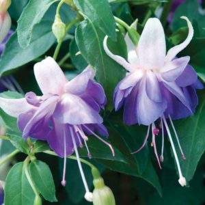 Fuchsia: variedades populares, cultivo e cuidados