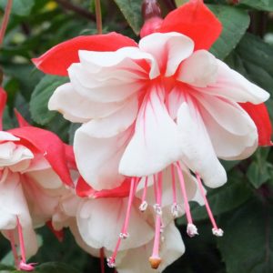 Fuchsia: variedades populares, cultivo e cuidados