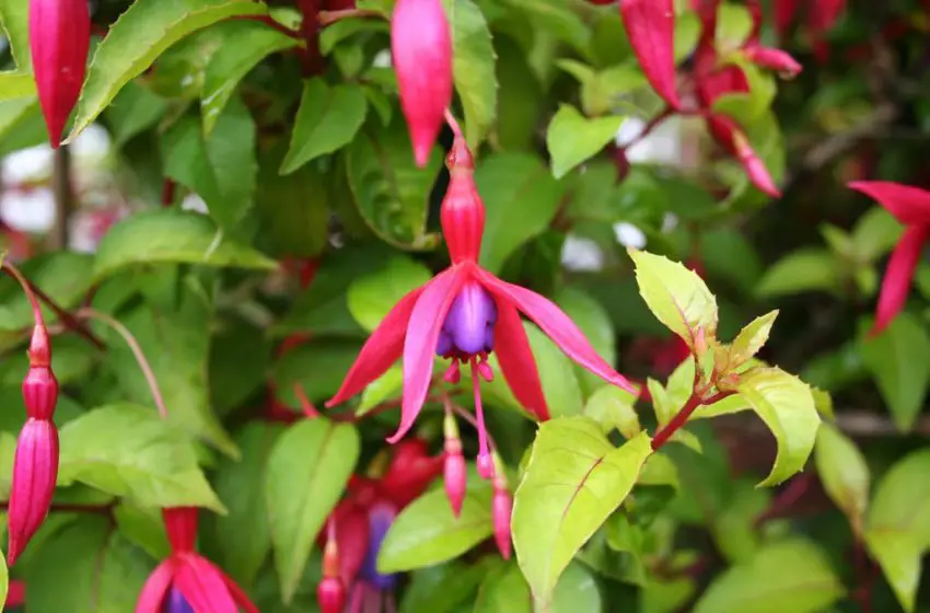 Fuchsia: variedades populares, cultivo e cuidados