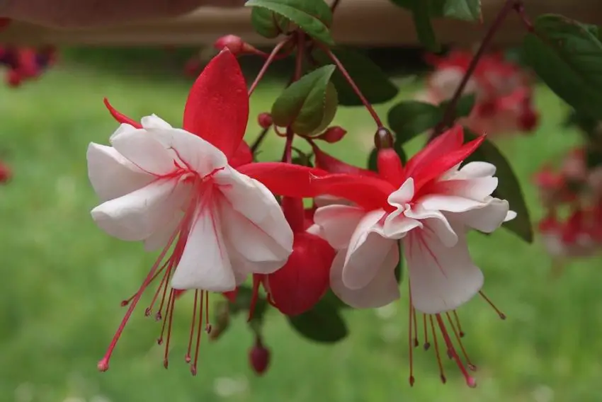 Fuchsia: variedades populares, cultivo e cuidados