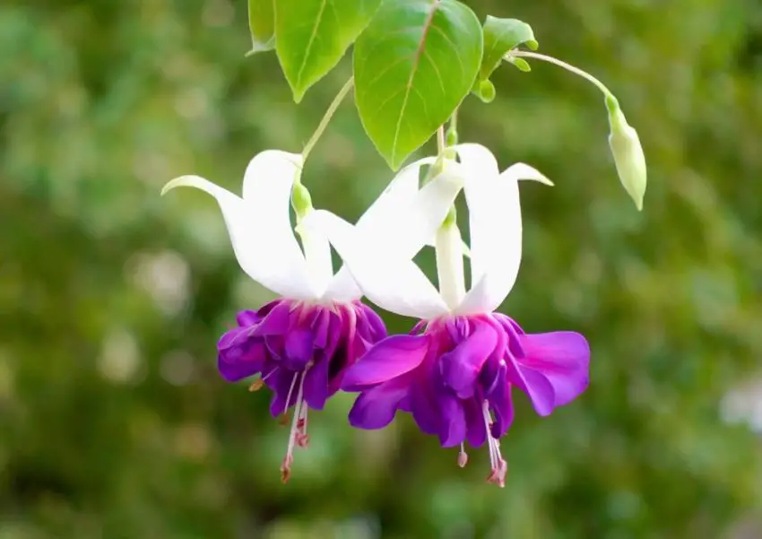 Fuchsia: variedades populares, cultivo e cuidados