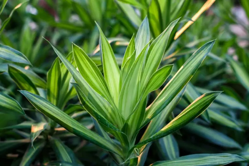 foto de uma dracena