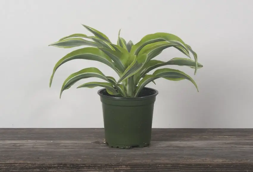 Dracaena: cultivo, cuidado e propagação