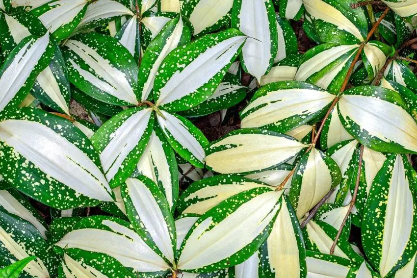 Dracaena: cultivo, cuidado e propagação