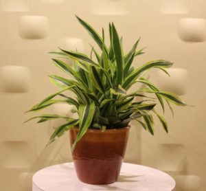 Dracaena: cultivo, cuidado e propagação