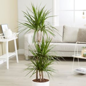 Dracaena: cultivo, cuidado e propagação