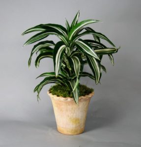 Dracaena: cultivo, cuidado e propagação