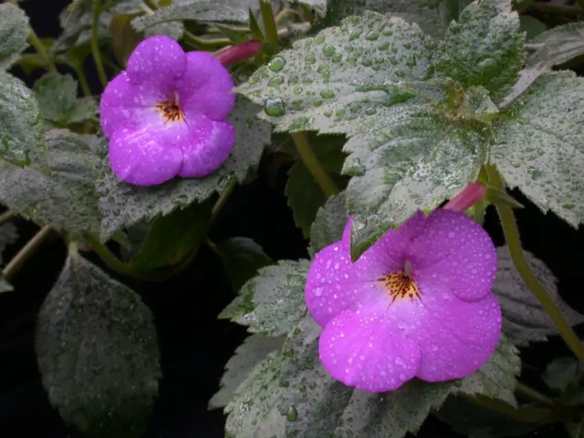 Achimenes: cultivo, cuidado e propagação