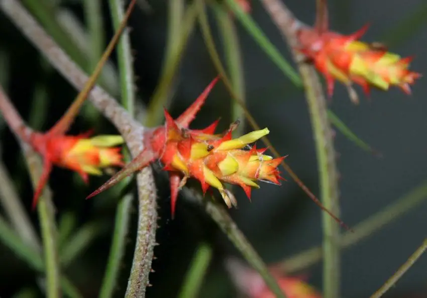 Acanthostachis: características de cultivo e cuidados