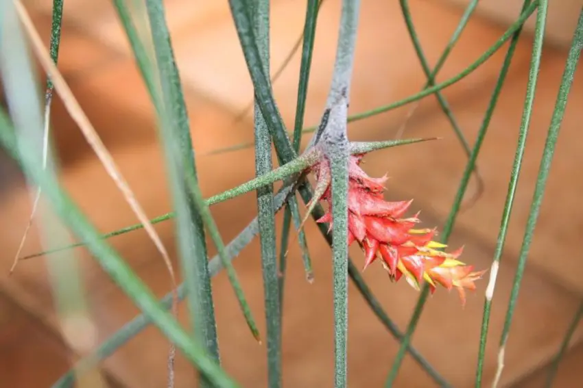 Acanthostachis: características de cultivo e cuidados