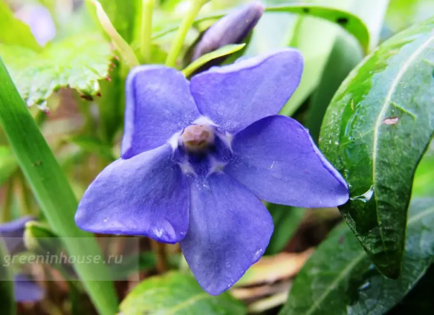 periwinkle