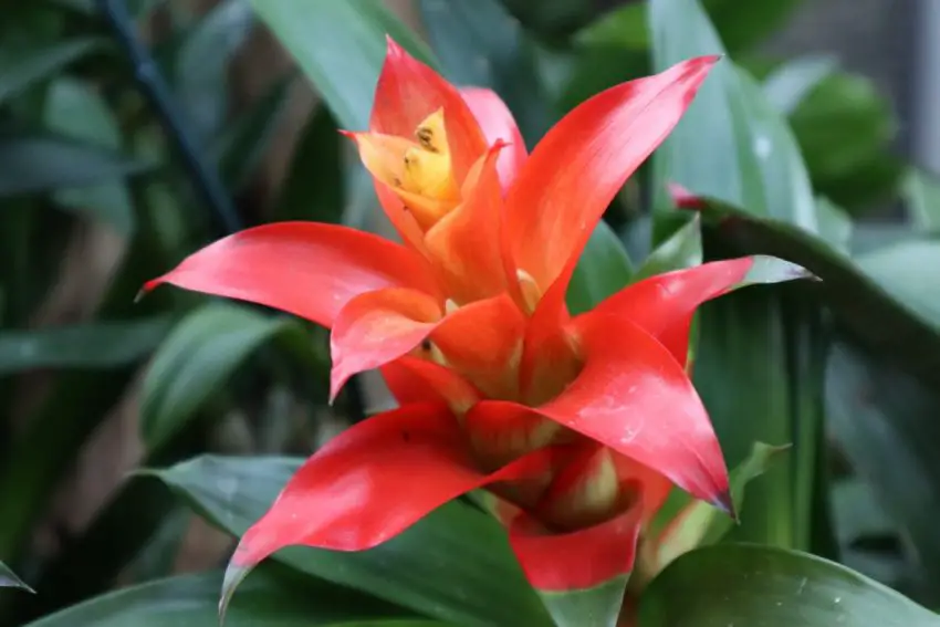 bromeliácea