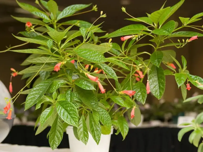 fotografia de gesneria