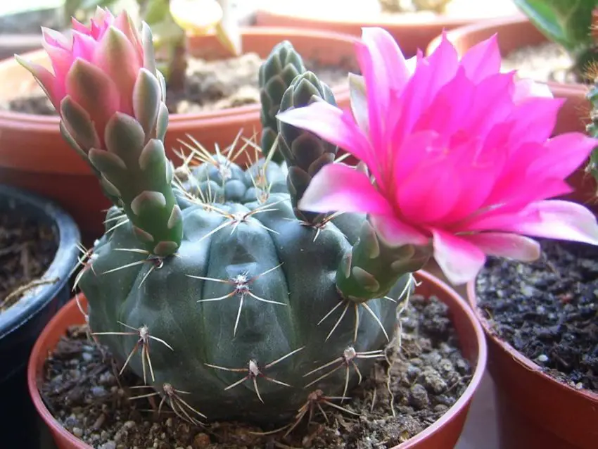 Gymnocalycium: cultivo e cuidados em casa