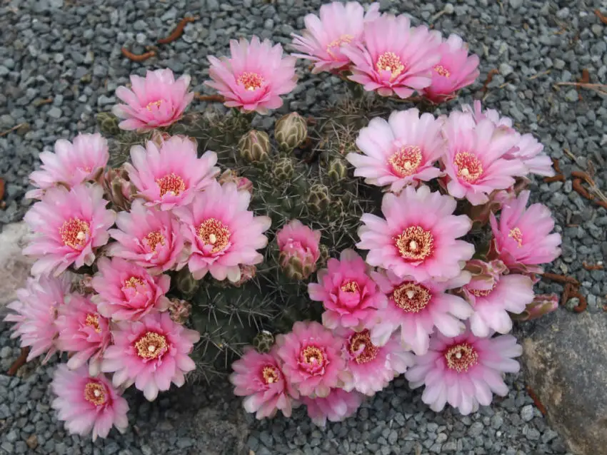 Gymnocalycium: cultivo e cuidados em casa