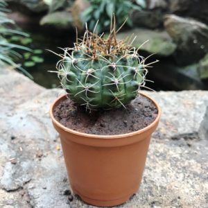 Gymnocalycium: cultivo e cuidados em casa