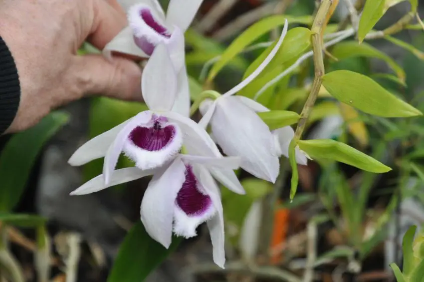 Dendrobiums: Cultivar e cuidar deles em casa