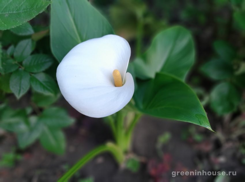 flor de calla