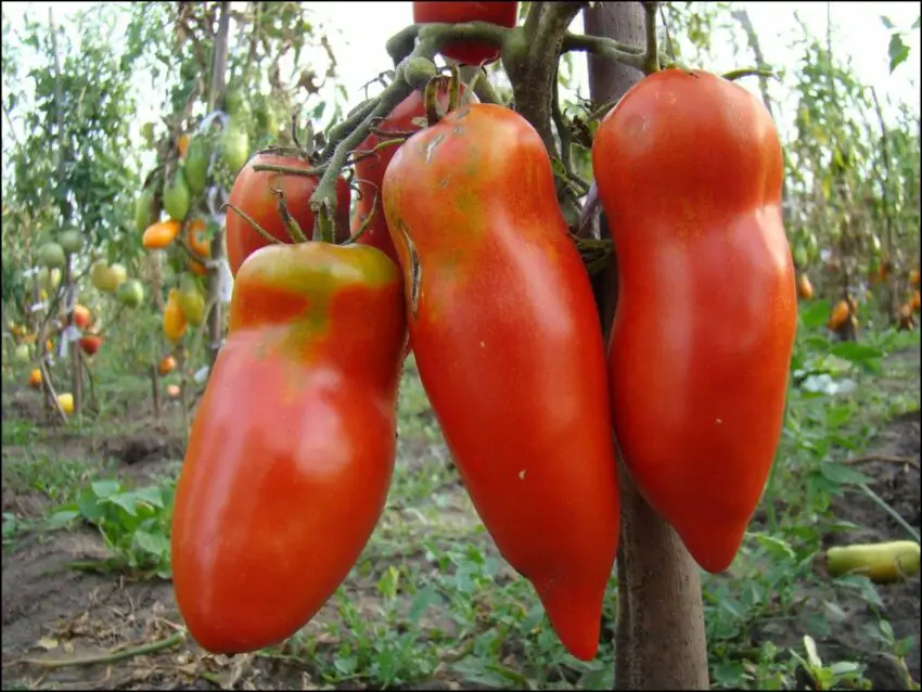 foto de tomate com velas escarlate