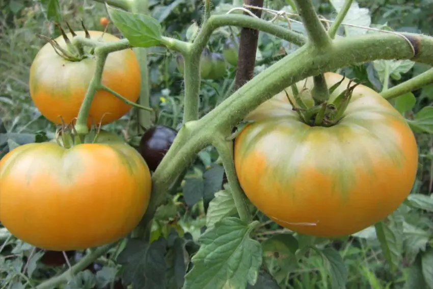 amana fotografia laranja