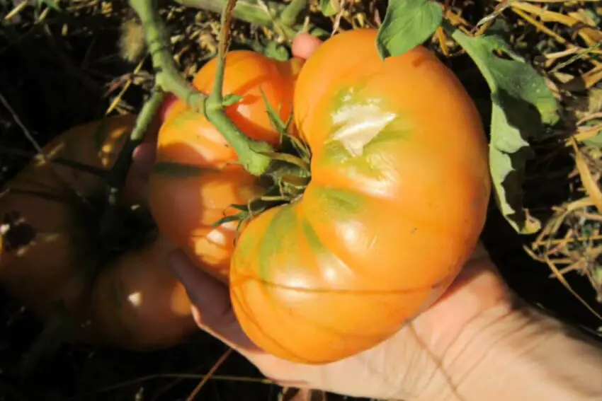 Tomate Amana Orange: Características, características de cultivo