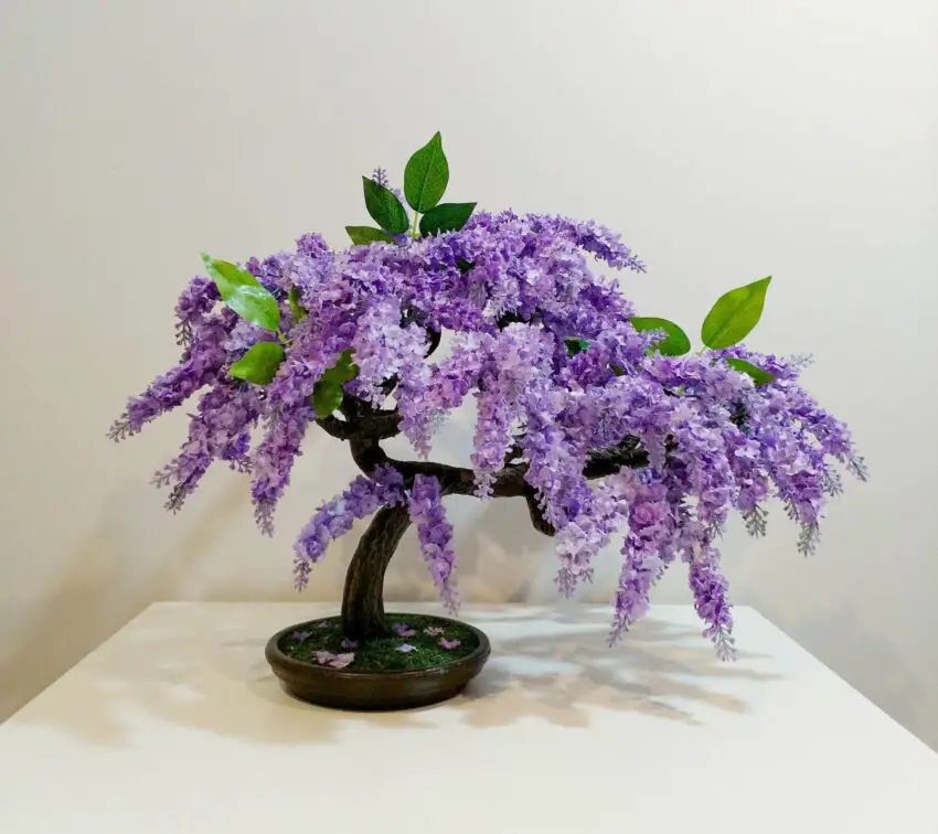 jacaranda bonsai